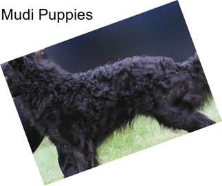 Mudi Puppies