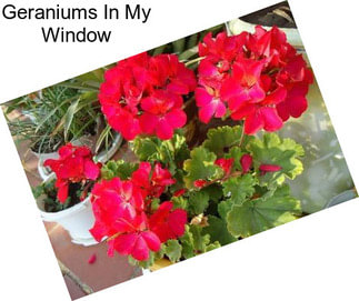 Geraniums In My Window