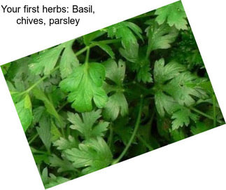 Your first herbs: Basil, chives, parsley