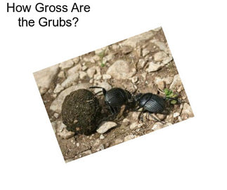 How Gross Are the Grubs?