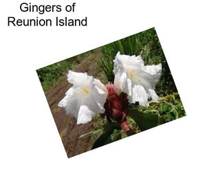 Gingers of Reunion Island