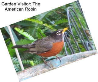 Garden Visitor: The American Robin