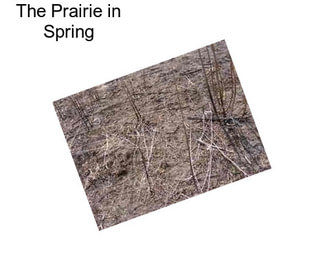 The Prairie in Spring