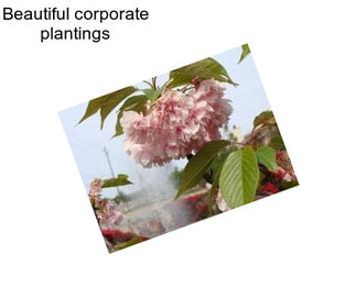 Beautiful corporate plantings