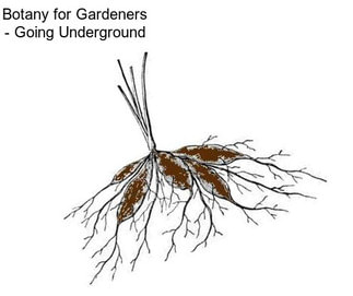 Botany for Gardeners - Going Underground