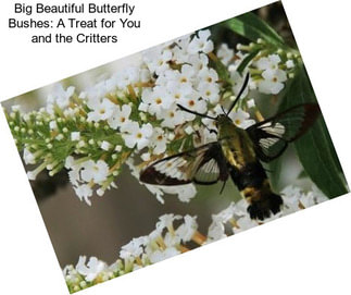 Big Beautiful Butterfly Bushes: A Treat for You and the Critters