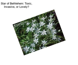 Star of Bethlehem: Toxic, Invasive, or Lovely?