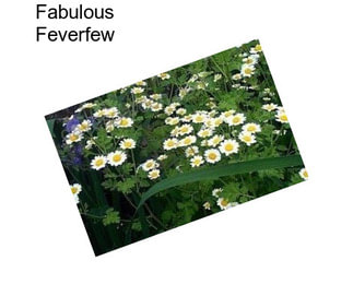 Fabulous Feverfew