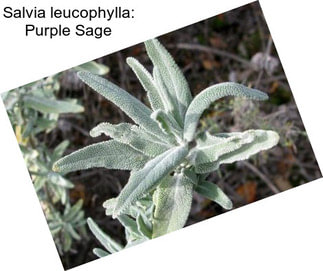 Salvia leucophylla: Purple Sage
