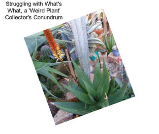 Struggling with What\'s What, a \'Weird Plant\' Collector\'s Conundrum