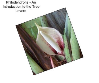 Philodendrons - An Introduction to the \