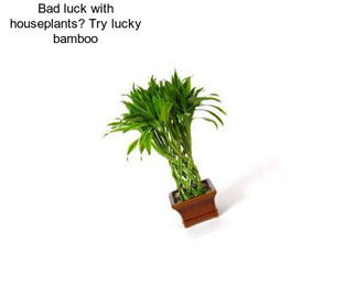 Bad luck with houseplants? Try lucky bamboo