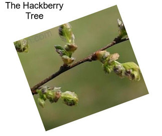 The Hackberry Tree