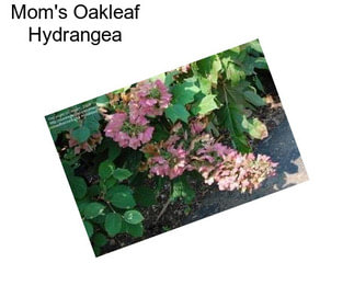 Mom\'s Oakleaf Hydrangea