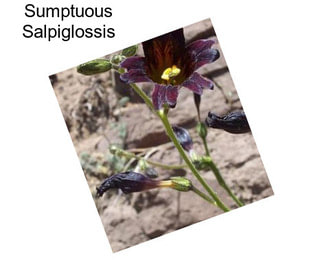 Sumptuous Salpiglossis