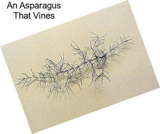 An Asparagus That Vines