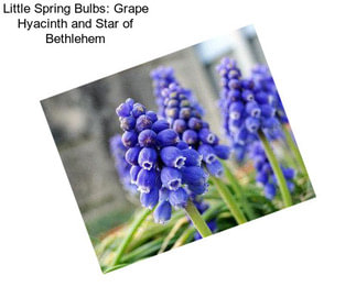 Little Spring Bulbs: Grape Hyacinth and Star of Bethlehem