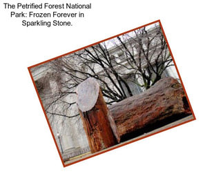 The Petrified Forest National Park: Frozen Forever in Sparkling Stone.