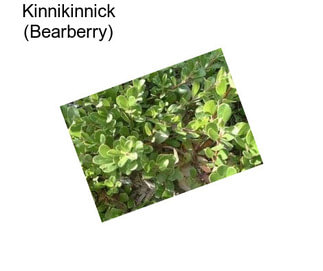 Kinnikinnick (Bearberry)
