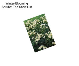 Winter-Blooming Shrubs: The Short List