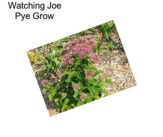 Watching Joe Pye Grow