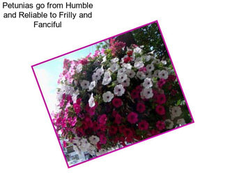 Petunias go from Humble and Reliable to Frilly and Fanciful