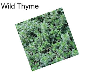 Wild Thyme