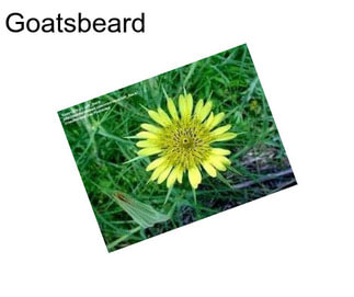 Goatsbeard