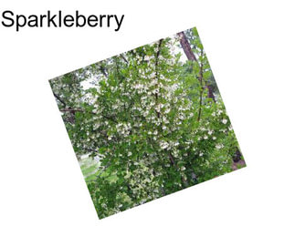 Sparkleberry