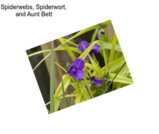 Spiderwebs, Spiderwort, and Aunt Bett