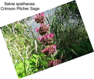 Salvia spathacea: Crimson Pitcher Sage