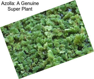 Azolla: A Genuine Super Plant