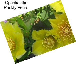 Opuntia, the Prickly Pears