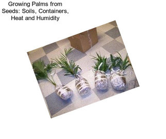 Growing Palms from Seeds: Soils, Containers, Heat and Humidity