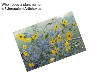When does a plant name lie? Jerusalem Artichokes