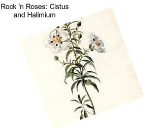 Rock \'n Roses: Cistus and Halimium