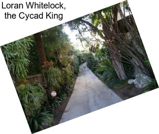 Loran Whitelock, the Cycad King