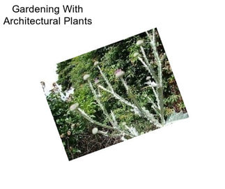 Gardening With Architectural Plants