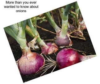 More than you ever wanted to know about onions