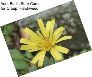 Aunt Bett\'s Sure Cure for Croup: Hawkweed