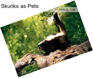 Skunks as Pets