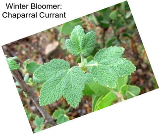 Winter Bloomer: Chaparral Currant