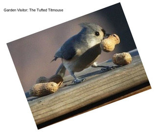 Garden Visitor: The Tufted Titmouse