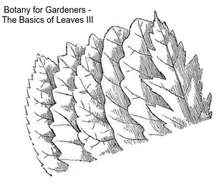 Botany for Gardeners - The Basics of Leaves III