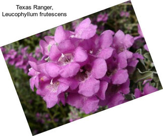 Texas Ranger, Leucophyllum frutescens