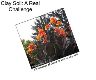 Clay Soil: A Real Challenge