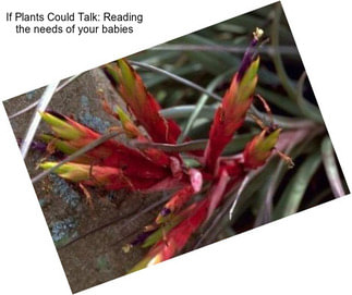 If Plants Could Talk: Reading the needs of your babies