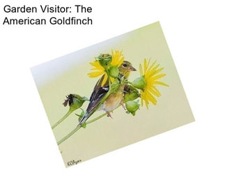 Garden Visitor: The American Goldfinch
