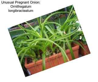 Unusual Pregnant Onion: Ornithogalum longibracteatum