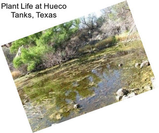 Plant Life at Hueco Tanks, Texas